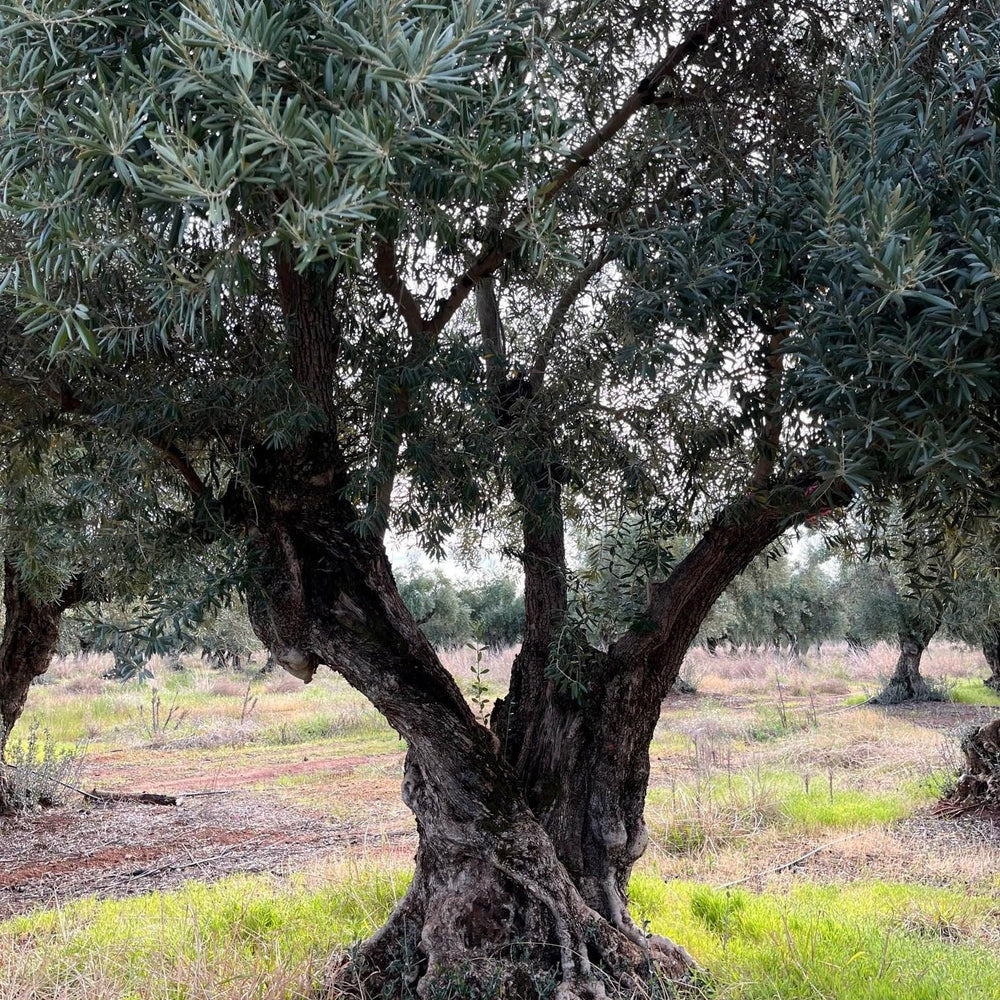 What Does an Olive Tree Look Like?