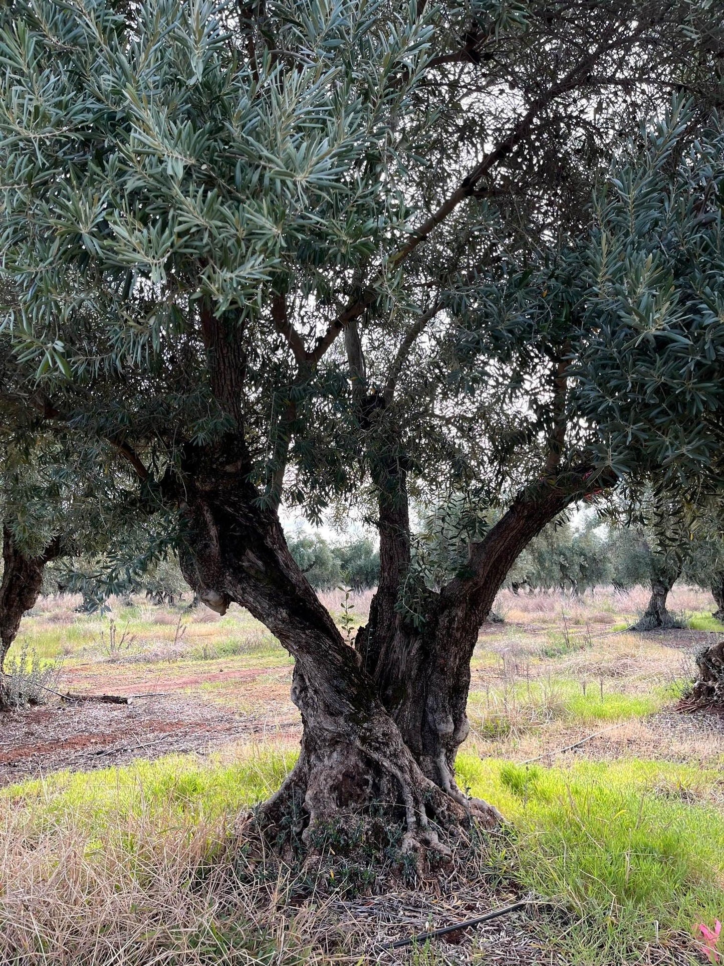 What Does an Olive Tree Look Like?