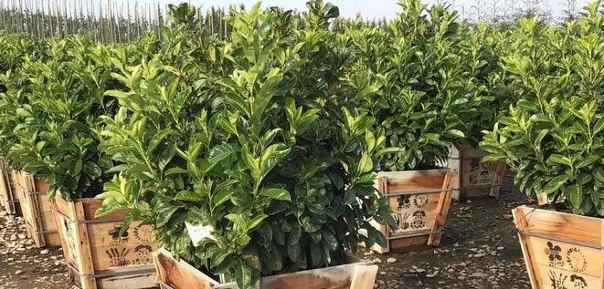 English Laurel Hedge: Everything You Should Know