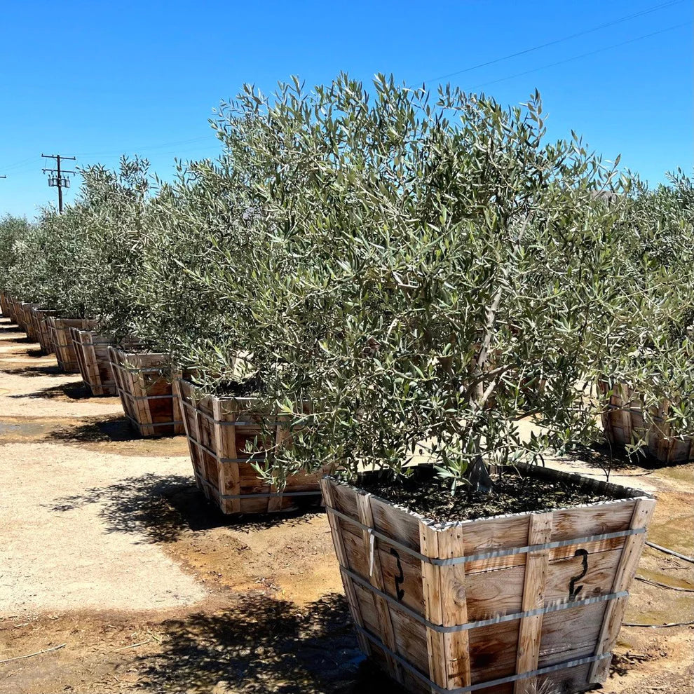 4 Best Fruitless Olive Trees for Elegant Landscaping – Yardwork