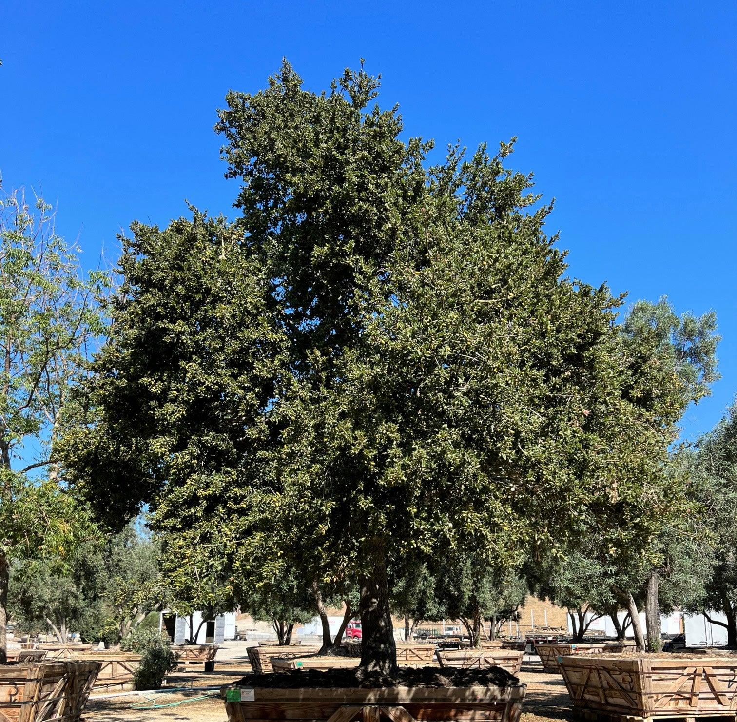 Mature Trees for Sale | Large Trees for Sale Online | Yardwork Nursery