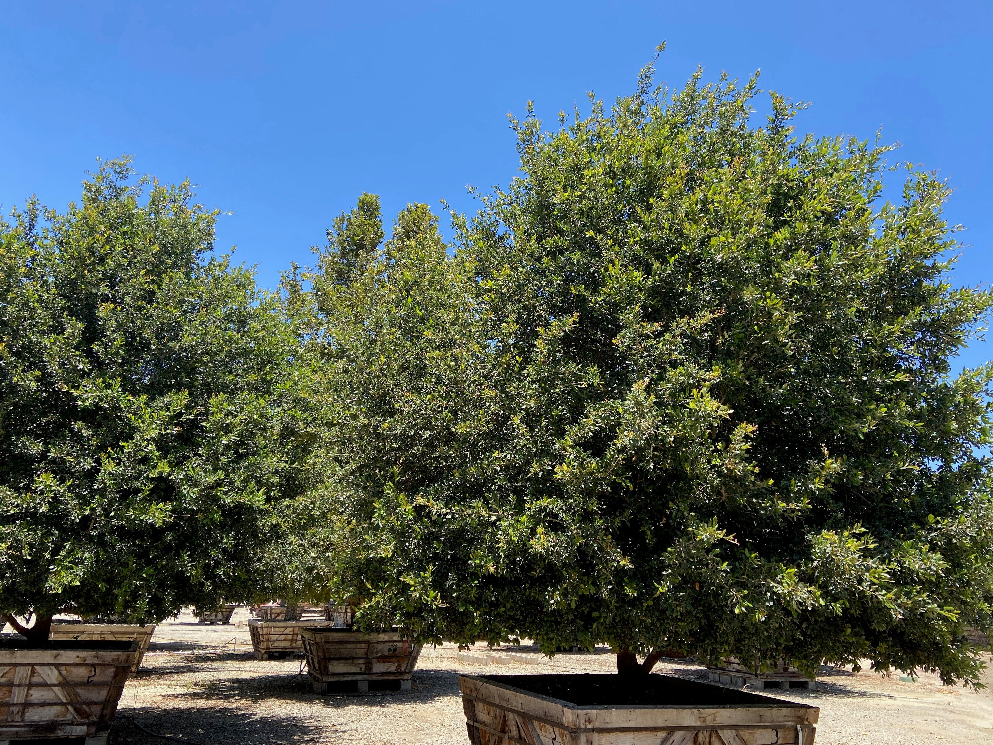 Speciman Tree Specimen Trees for Sale | Buy Specimen Trees | Yardwork Nursery