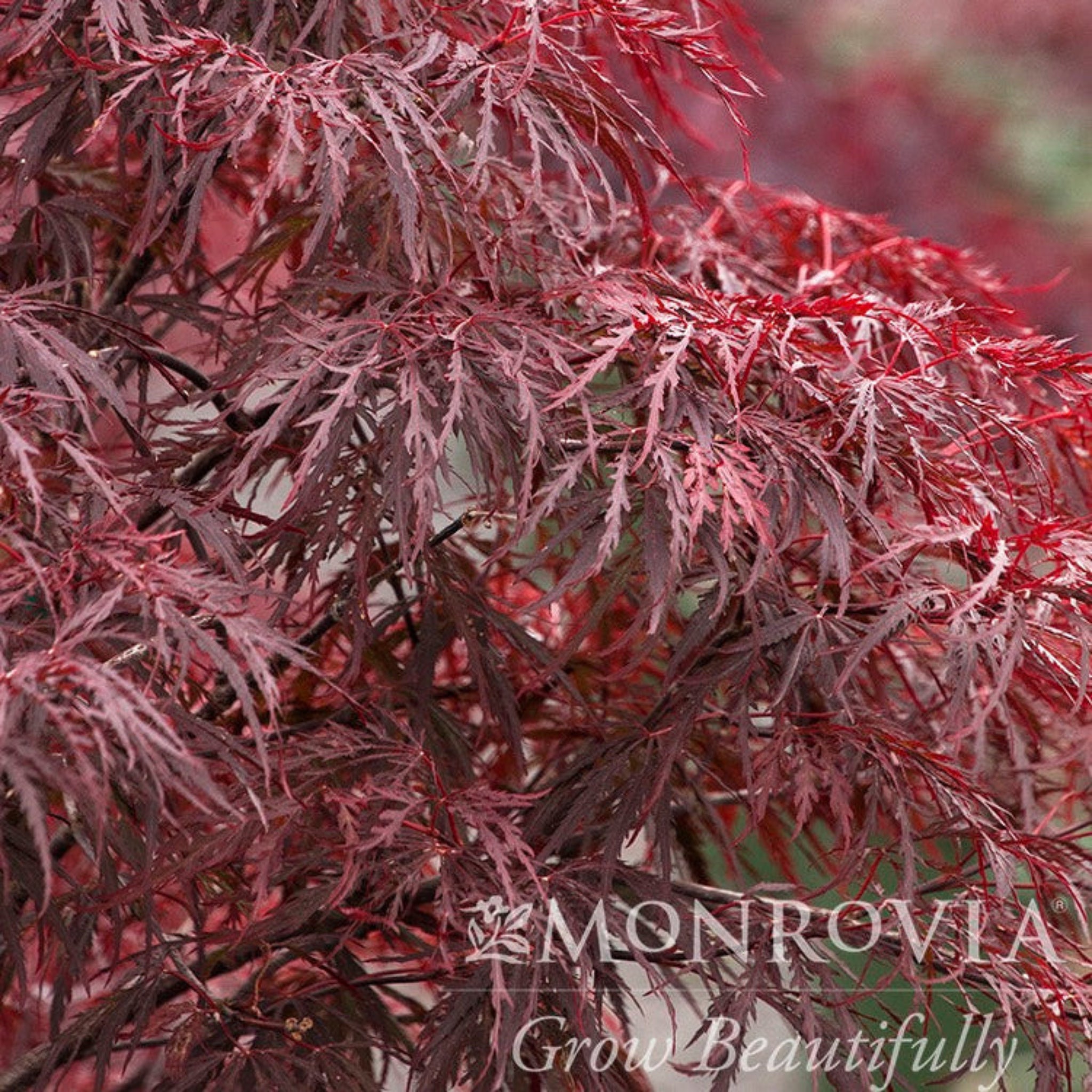 Red Dragon Japanese Maple Tree – Yardwork