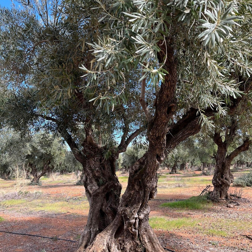 
                      
                        Barouni Olive Tree - Pulled Nursery
                      
                    