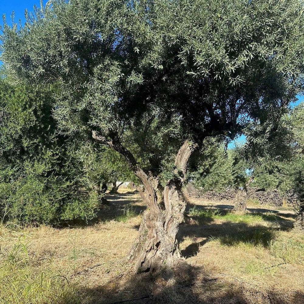 Sevillano Olive Tree (Olea europaea 'Sevillano') - Pulled Nursery