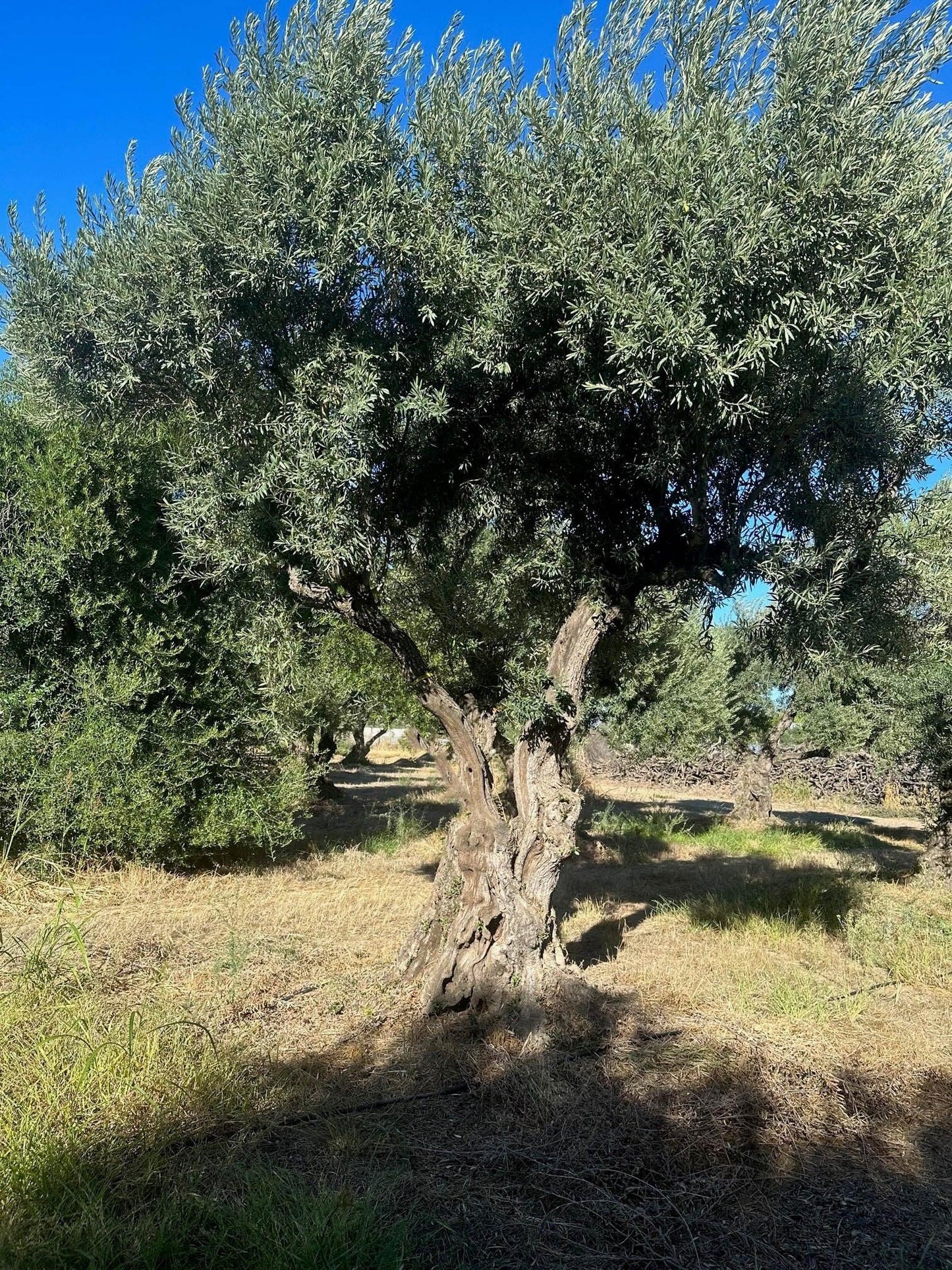 Sevillano Olive Tree (Olea europaea 'Sevillano') - Pulled Nursery