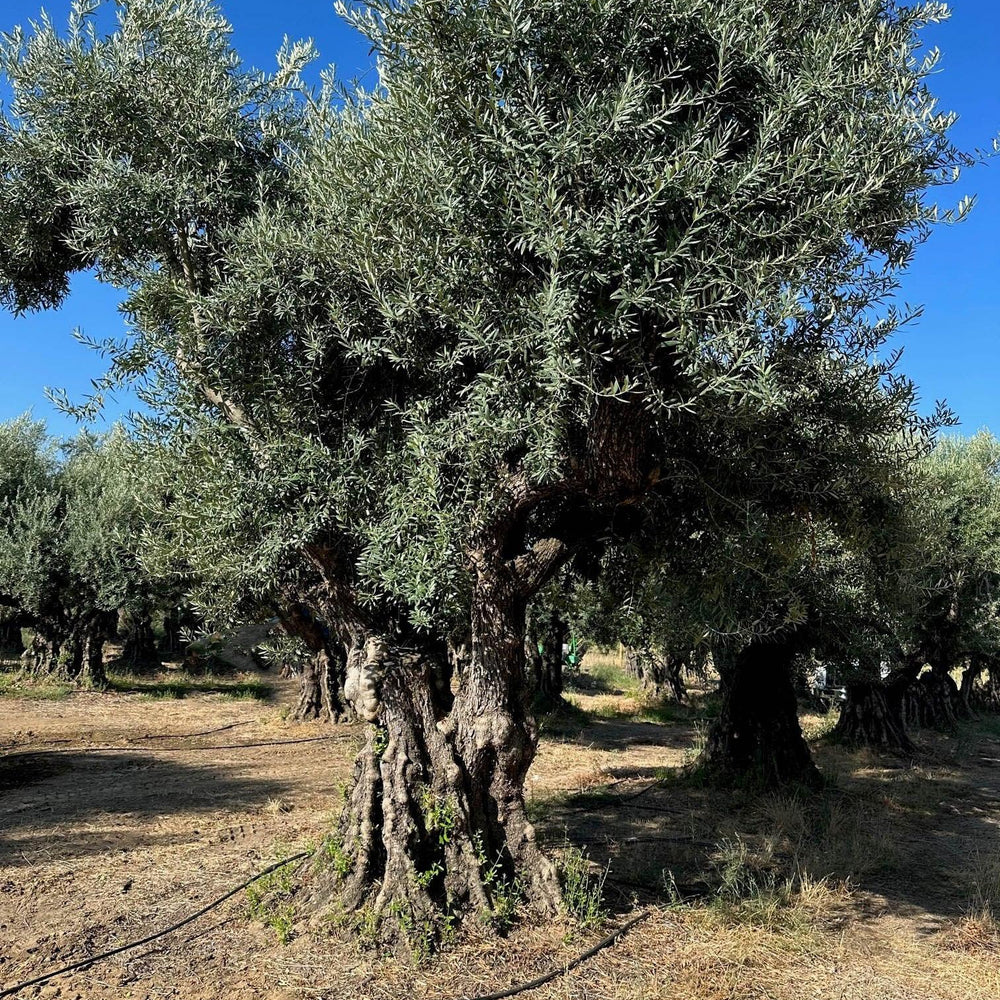 
                      
                        Sevillano Olive Tree (Olea europaea 'Sevillano') - Pulled Nursery
                      
                    