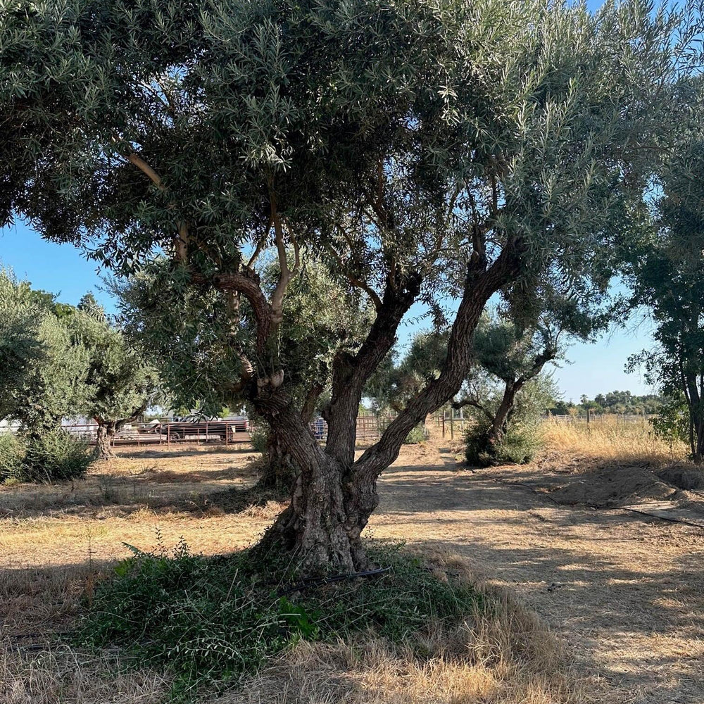 
                      
                        Sevillano Olive Tree (Olea europaea 'Sevillano') - Pulled Nursery
                      
                    