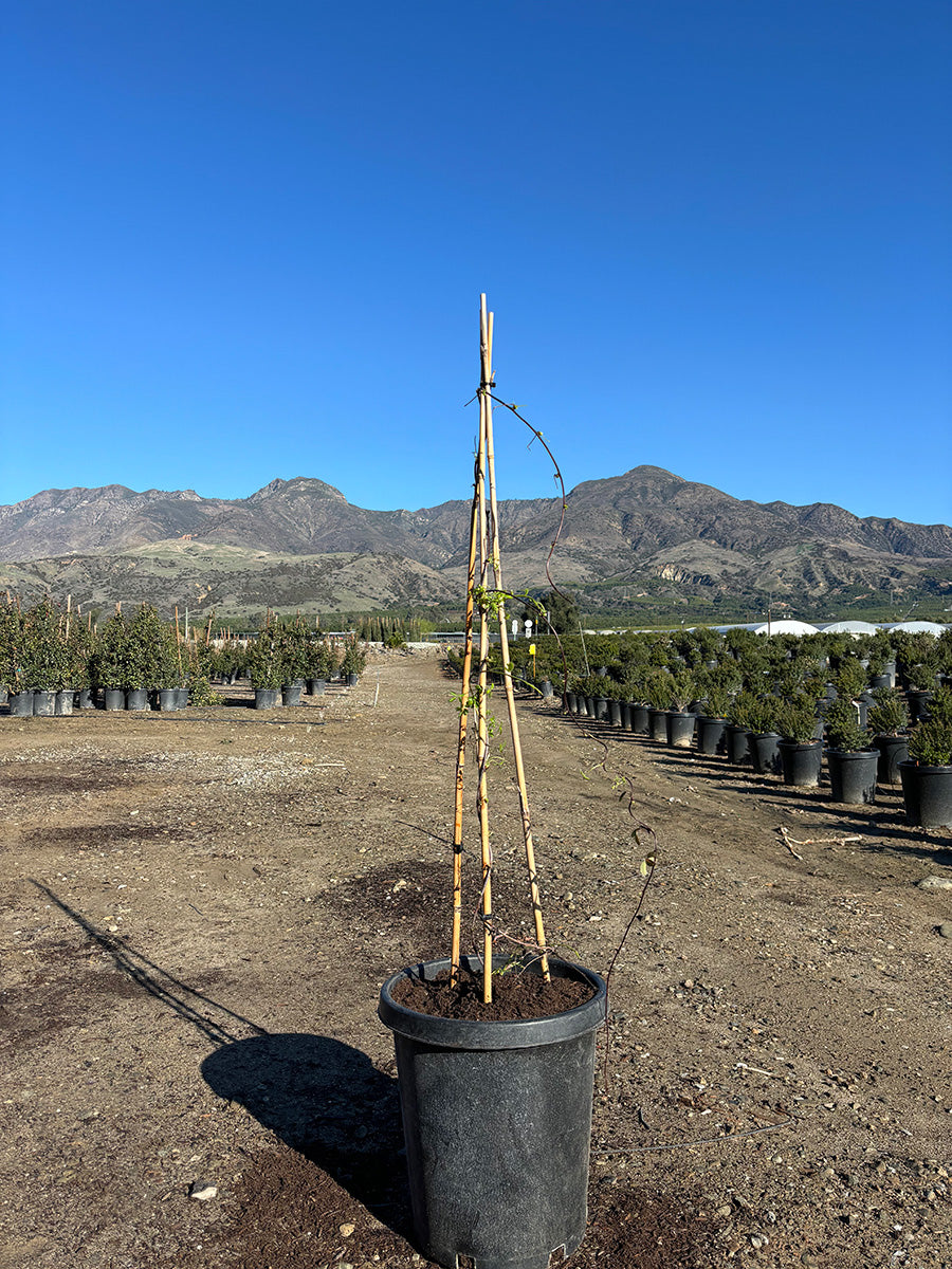 Chocolate Vine - Akebia quinata 'Alba'