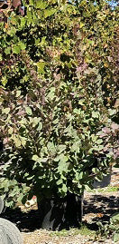 Grace Smoke Tree - Cotinus 'Grace' (Burgundy/Gold)