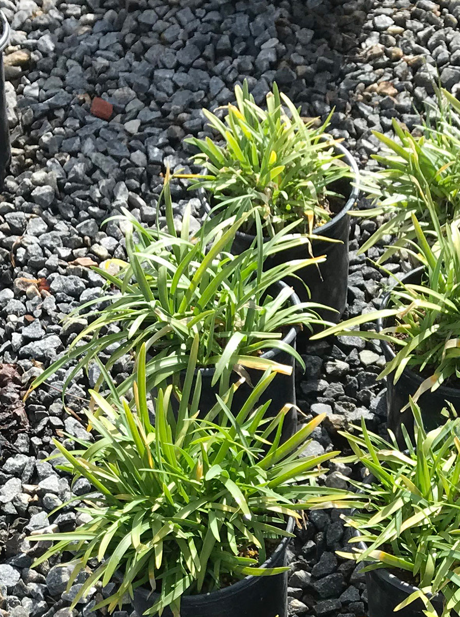 Pacific Sunset Lily of the Nile - Agapanthus 'Pacific Sunset'