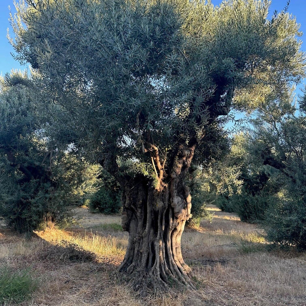 
                      
                        Sevillano Olive Tree (Olea europaea 'Sevillano') - Pulled Nursery
                      
                    