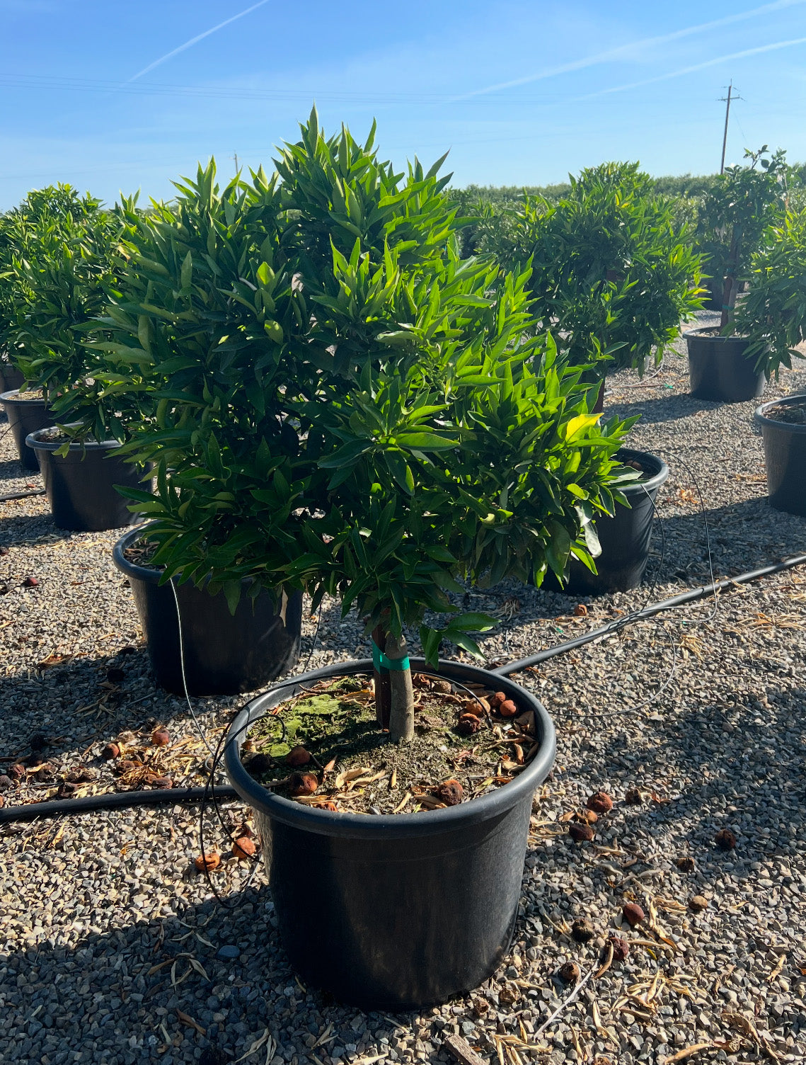 紫檀　座卓　 120×80×38 cm Clementine Tree – Yardwork