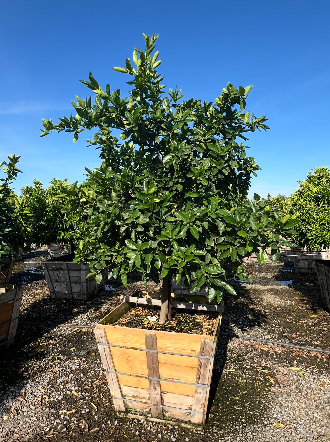 Clementine Tree – Yardwork