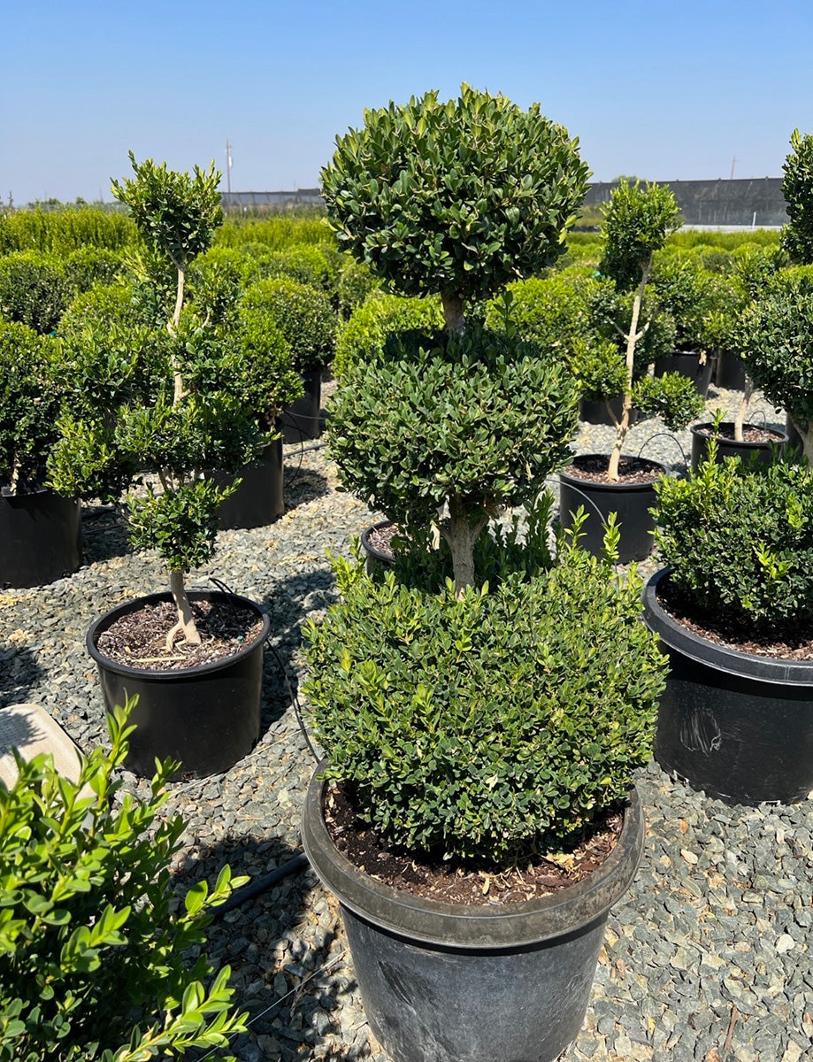 Green Mountain Boxwood Ball 3-Tier - Buxus 'Green Mountain'