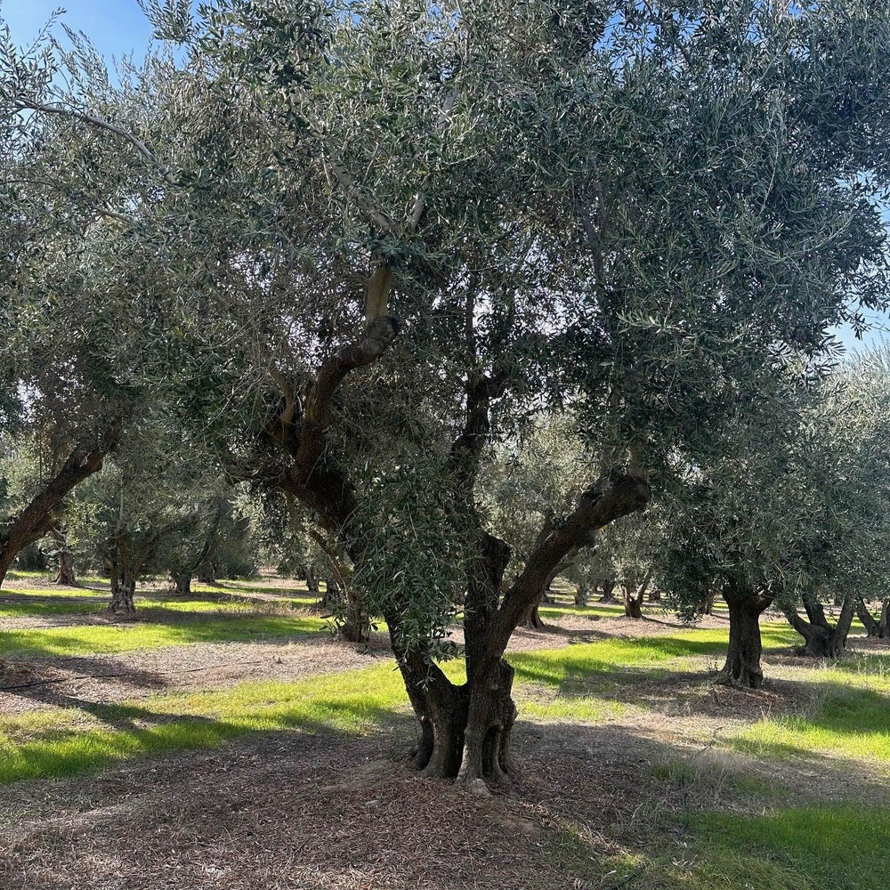 Ascolano Olive Tree - Pulled Nursery