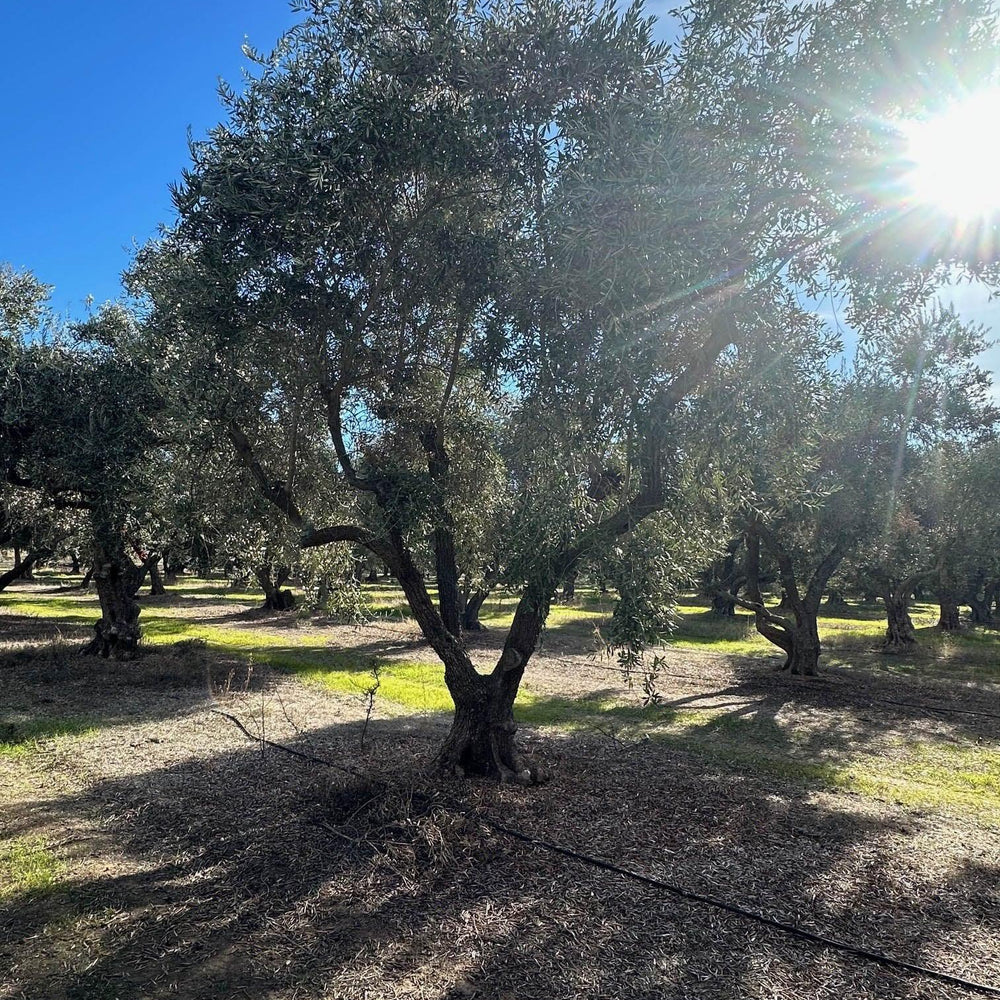 Ascolano Olive Tree - Pulled Nursery