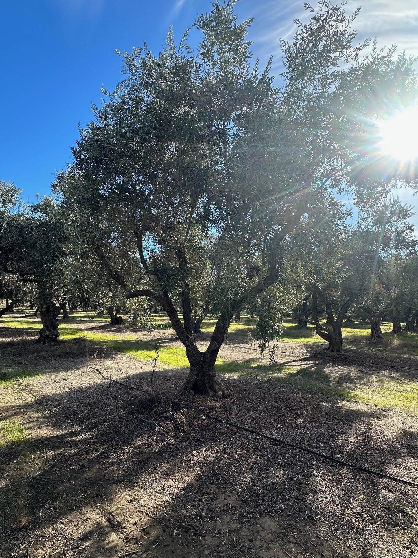 Ascolano Olive Tree - Pulled Nursery