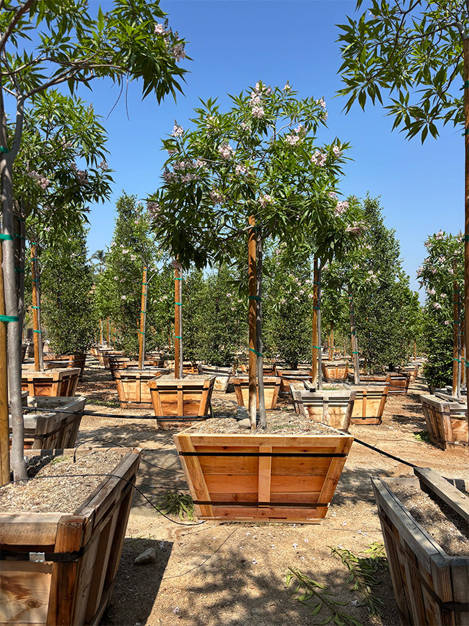 Pink Dawn Chitalpa - Chitalpa tashkentensis 'Pink Dawn'