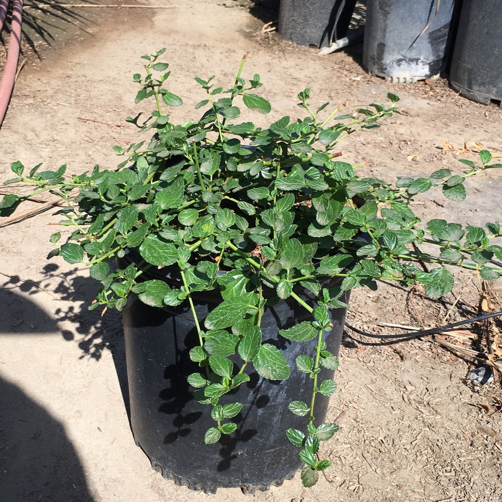 Yankee Point California Lilac - Ceanothus griseus horizontalis 'Yankee Point' (Blue)