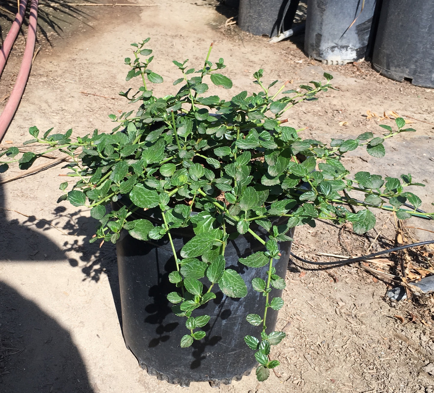 Yankee Point California Lilac - Ceanothus griseus horizontalis 'Yankee Point' (Blue)