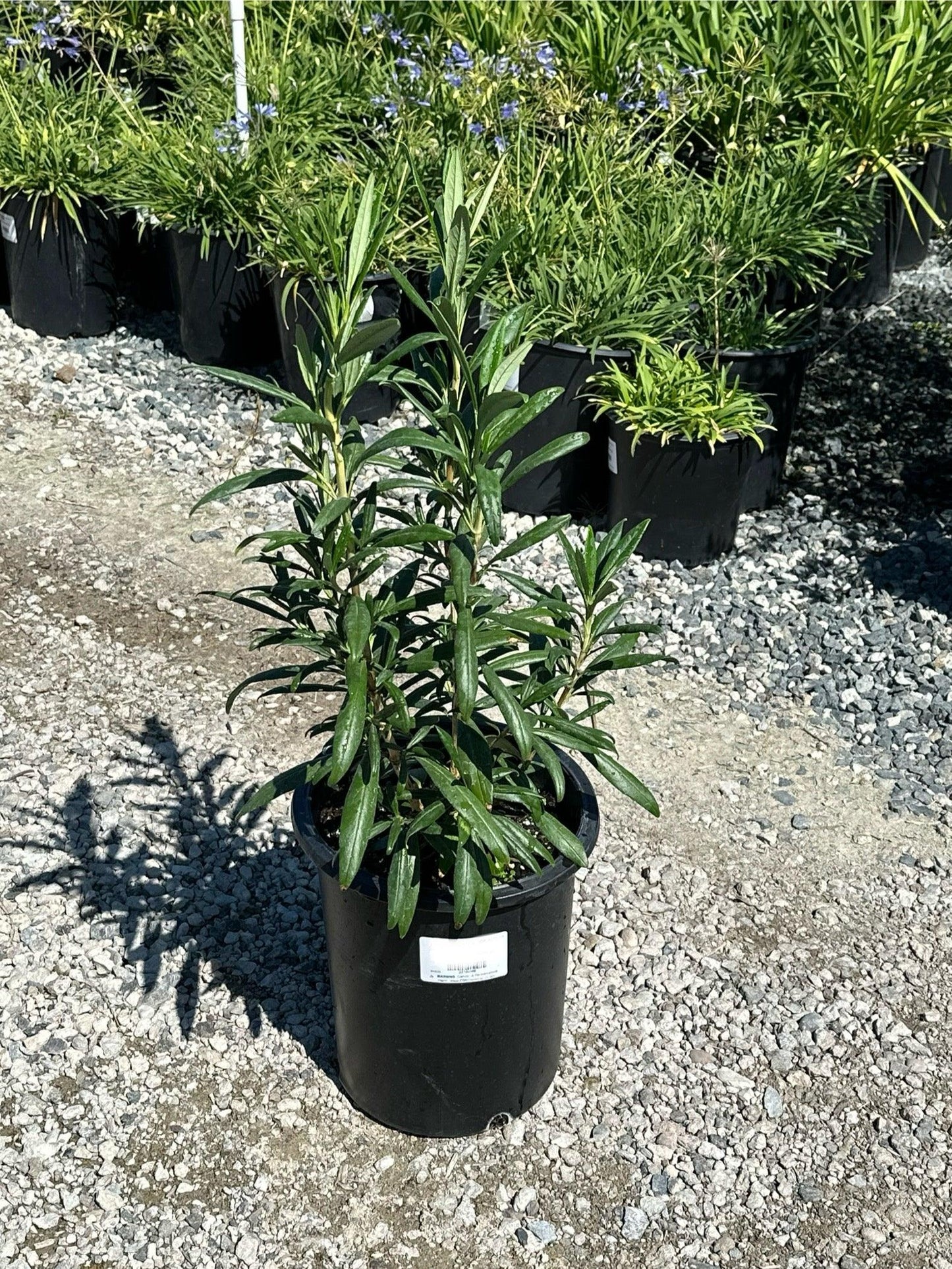 Tree Anemone - Carpenteria Californica - Pulled Nursery