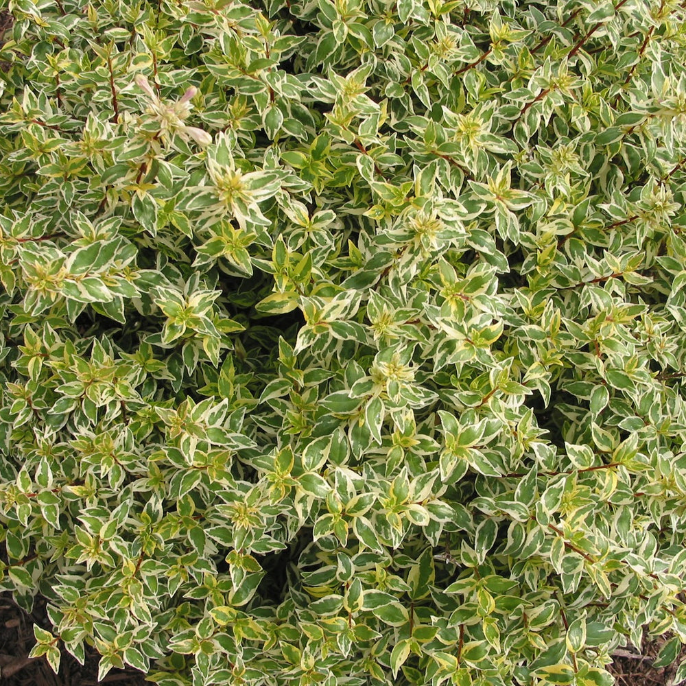 Abelia Suntastic™ 'Radiance'