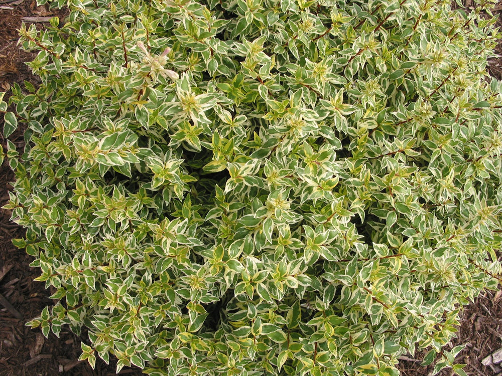 Abelia Suntastic™ 'Radiance'