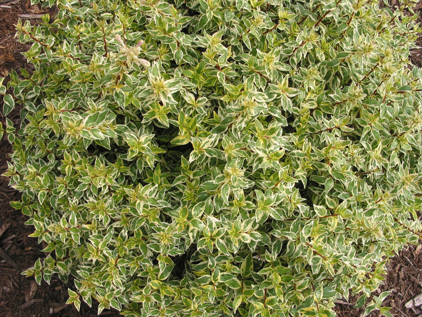 Abelia Suntastic™ 'Radiance'