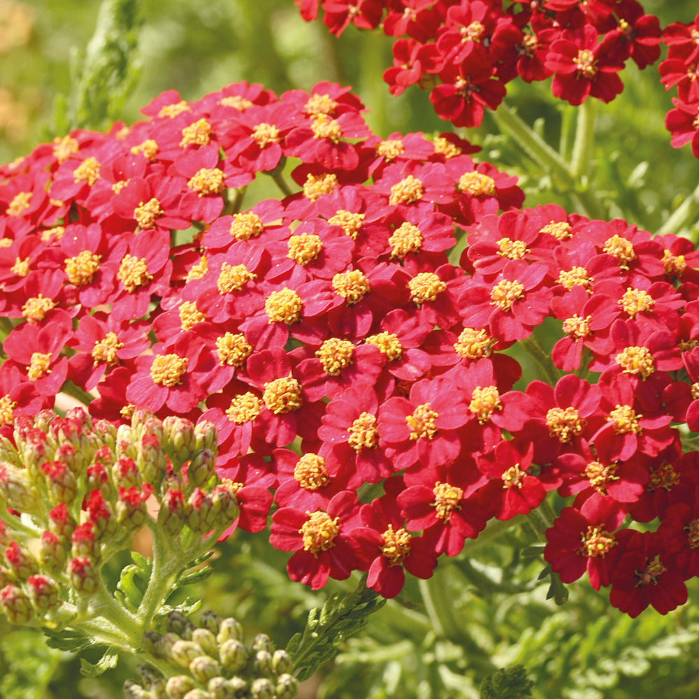 Paprika Yarrow - Achillea millefolium 'Paprika' (Red)