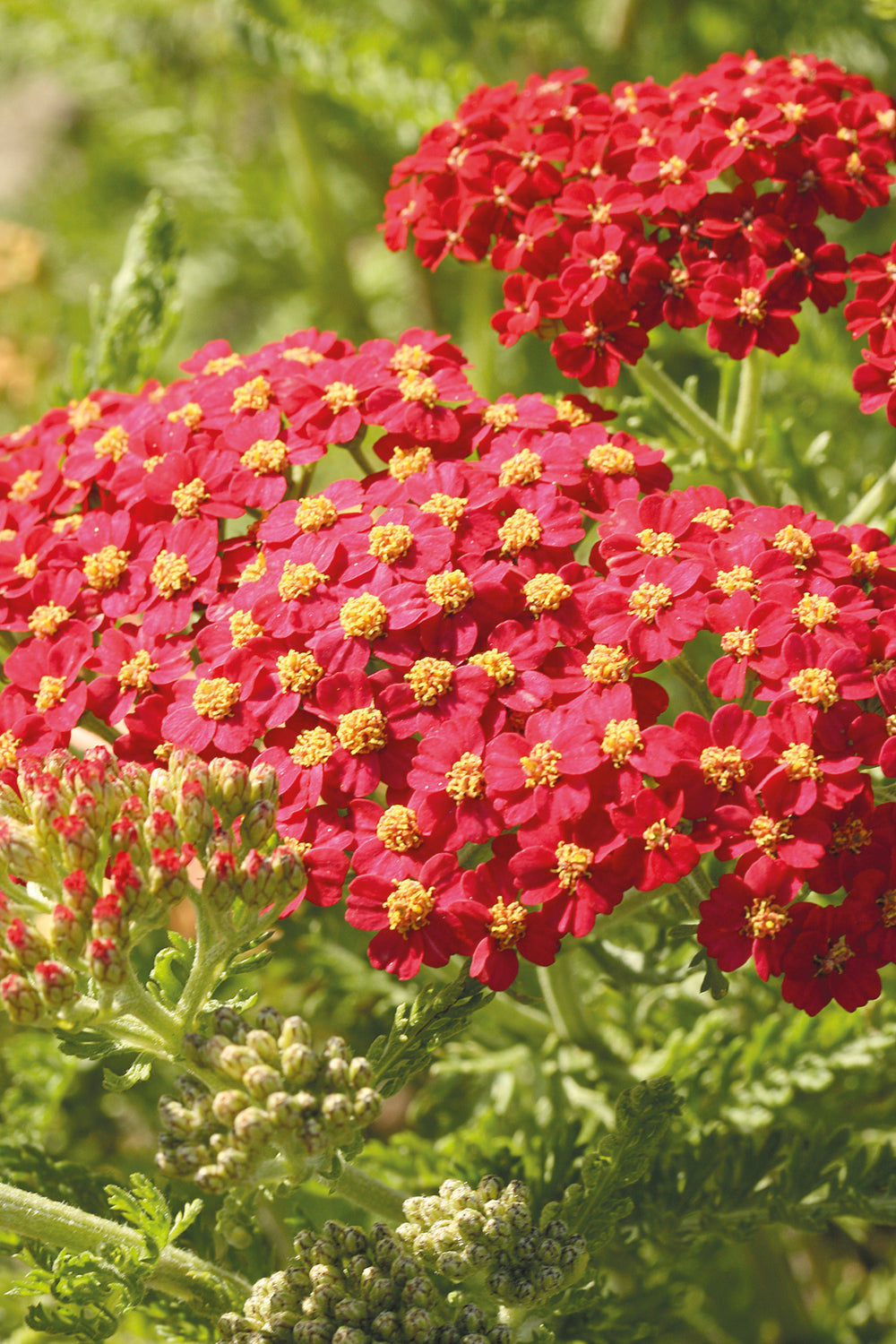 Paprika Yarrow - Achillea millefolium 'Paprika' (Red)
