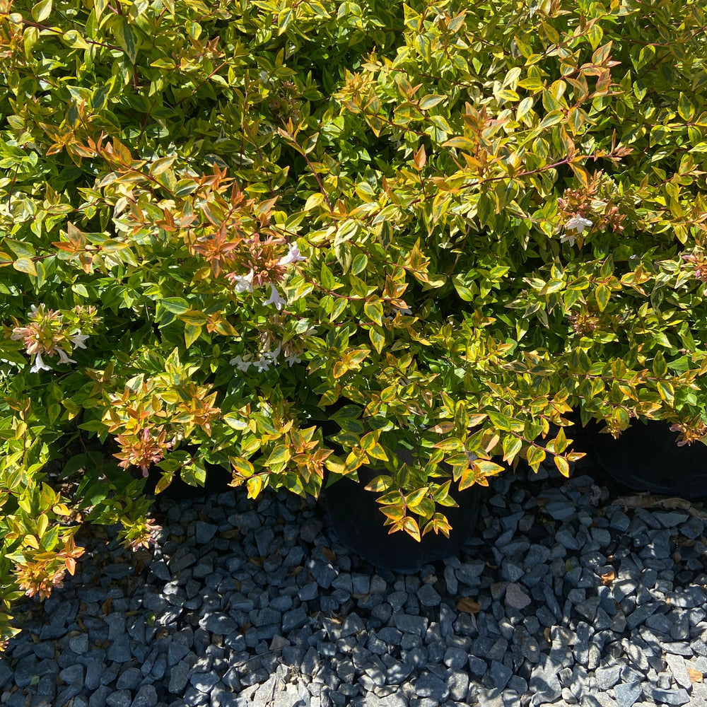 Kaleidoscope Abelia - Abelia x grandiflora 'Kaleidoscope - Pulled Nursery