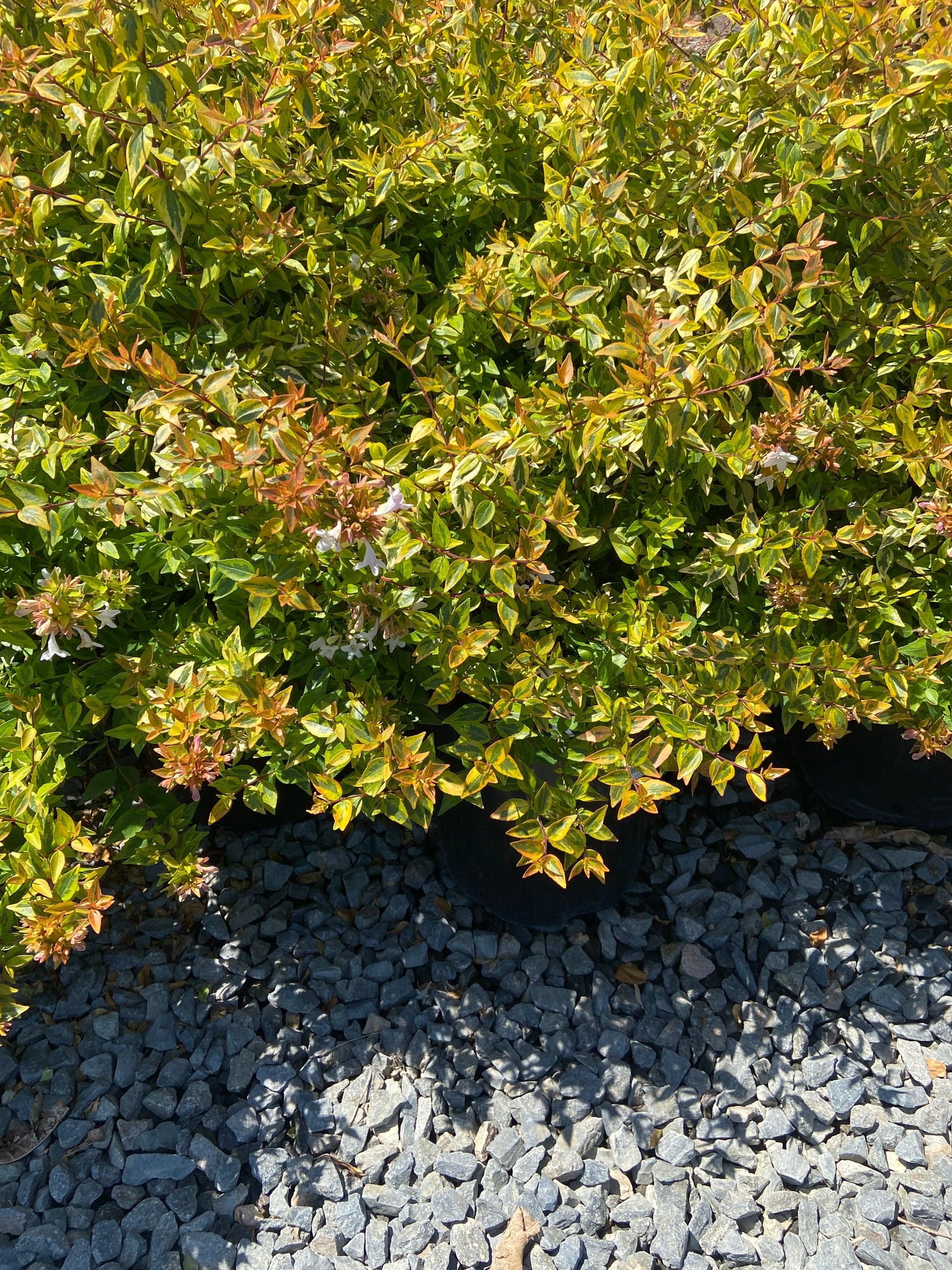 Kaleidoscope Abelia - Abelia x grandiflora 'Kaleidoscope - Pulled Nursery