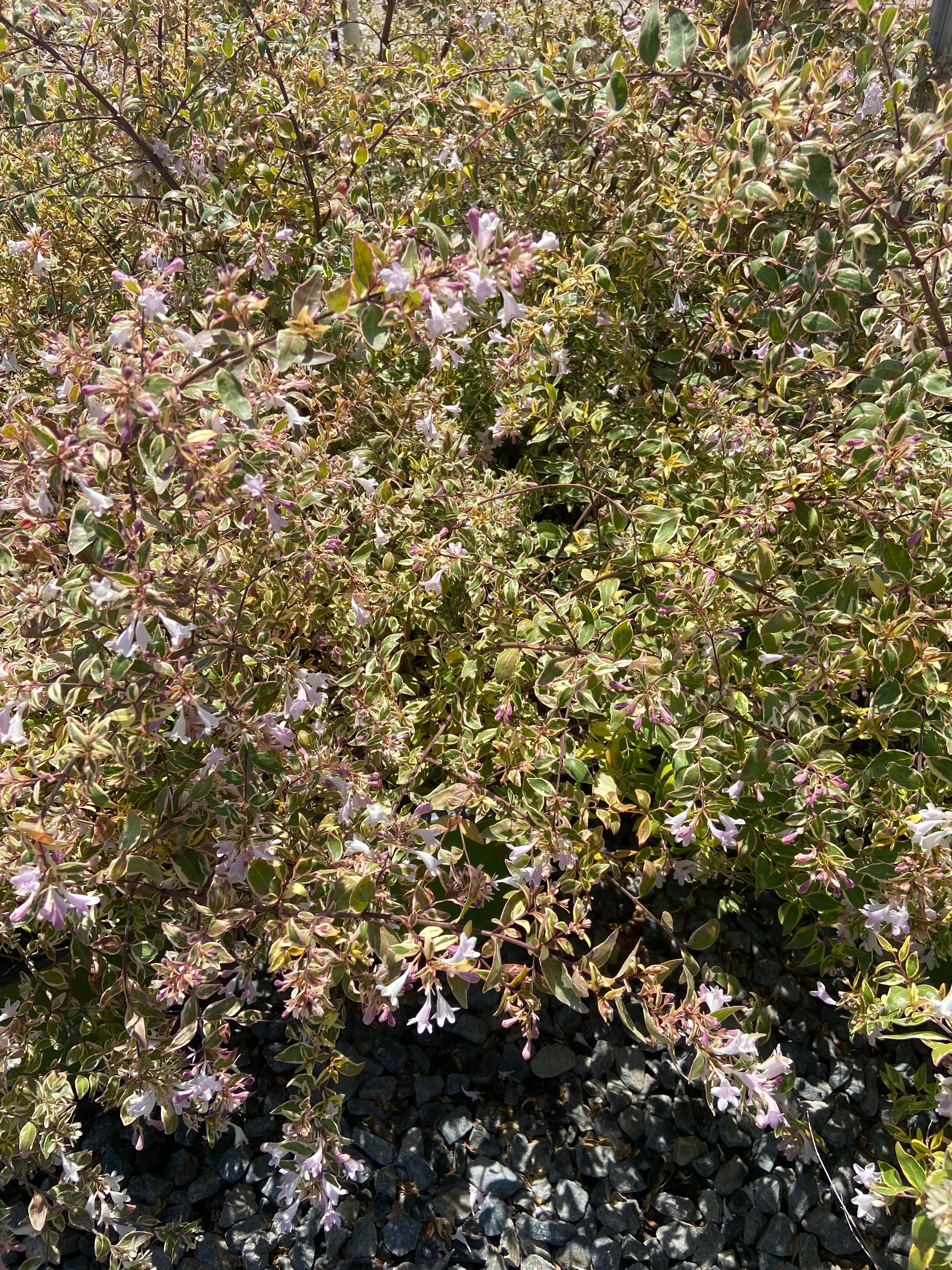 Miss Lemon Abelia - Abelia Miss Lemon – Yardwork