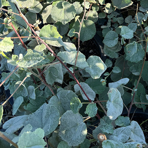 Flowering Maple - Abutilon palmeri (Yellow)
