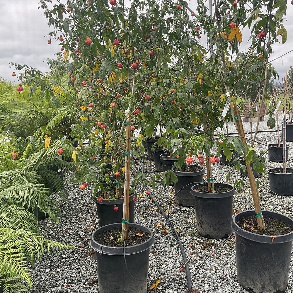 Flowering Maple - Abutilon Tigers Eye