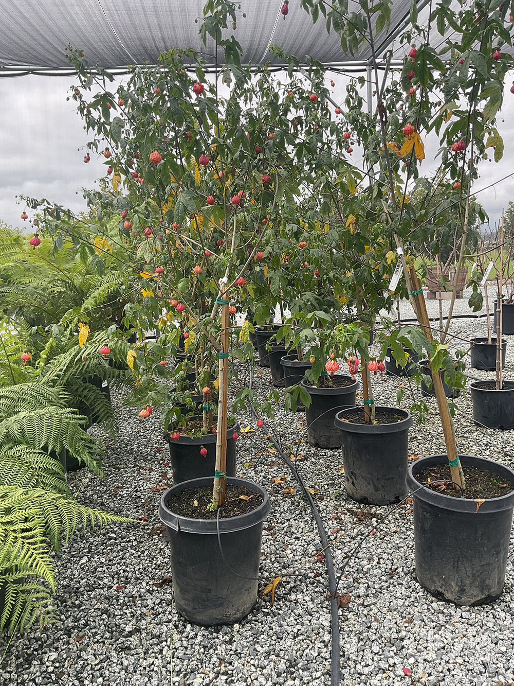 Flowering Maple - Abutilon Tigers Eye