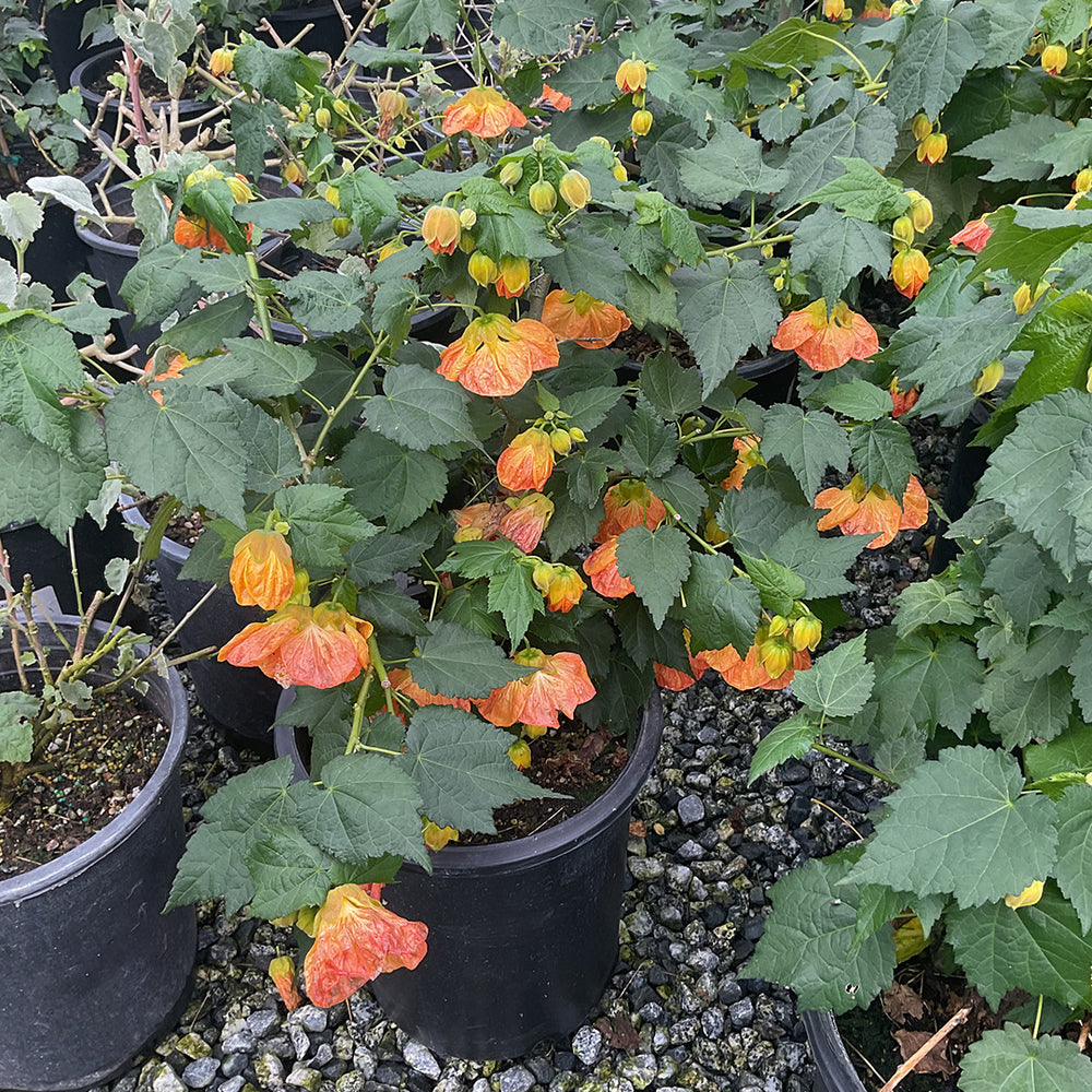 Flowering Maple - Abutilon 'Cristina' (Red/Orange)