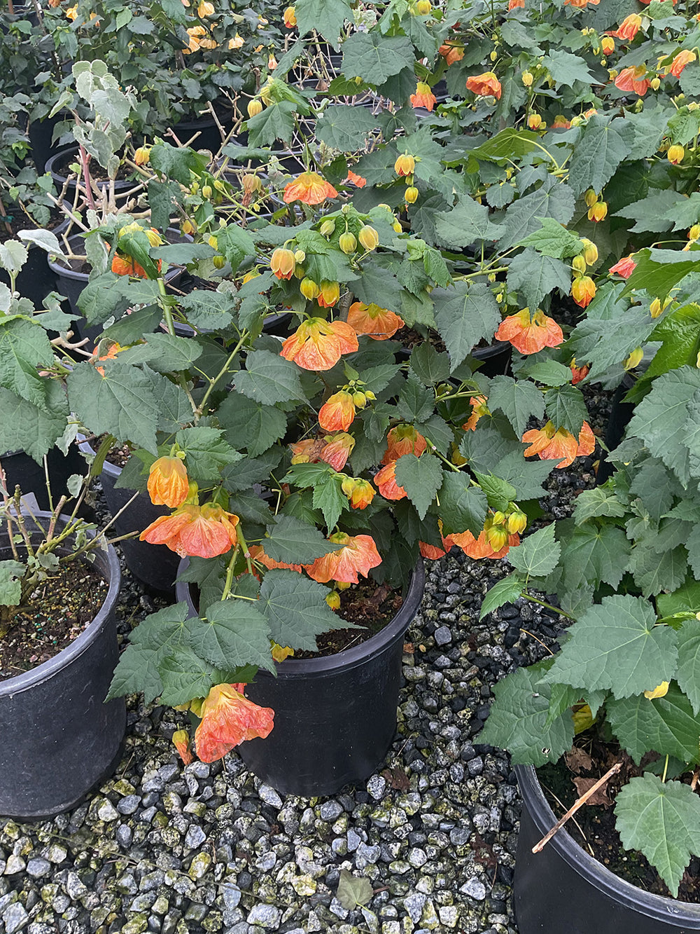 Flowering Maple - Abutilon 'Cristina' (Red/Orange)