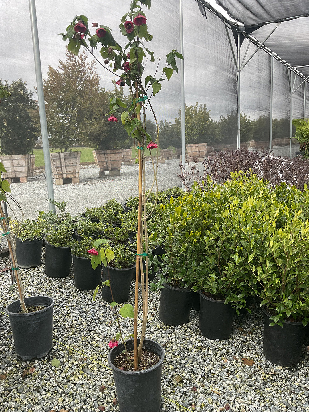 Abutilon Wild Rose Strain Staked