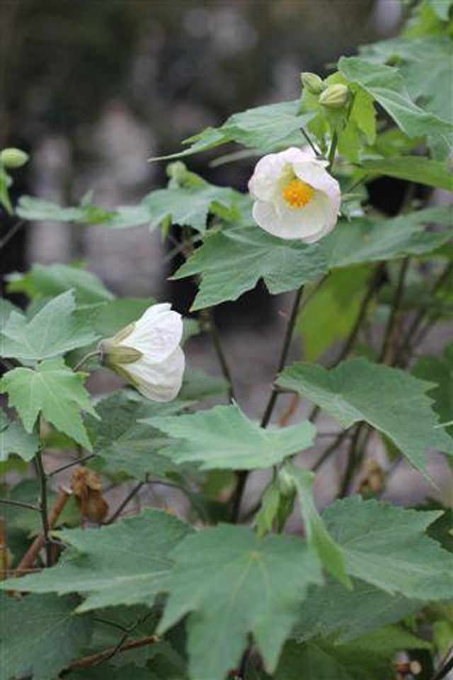 Flowering Maple - Abutilon 'Albus' (White)