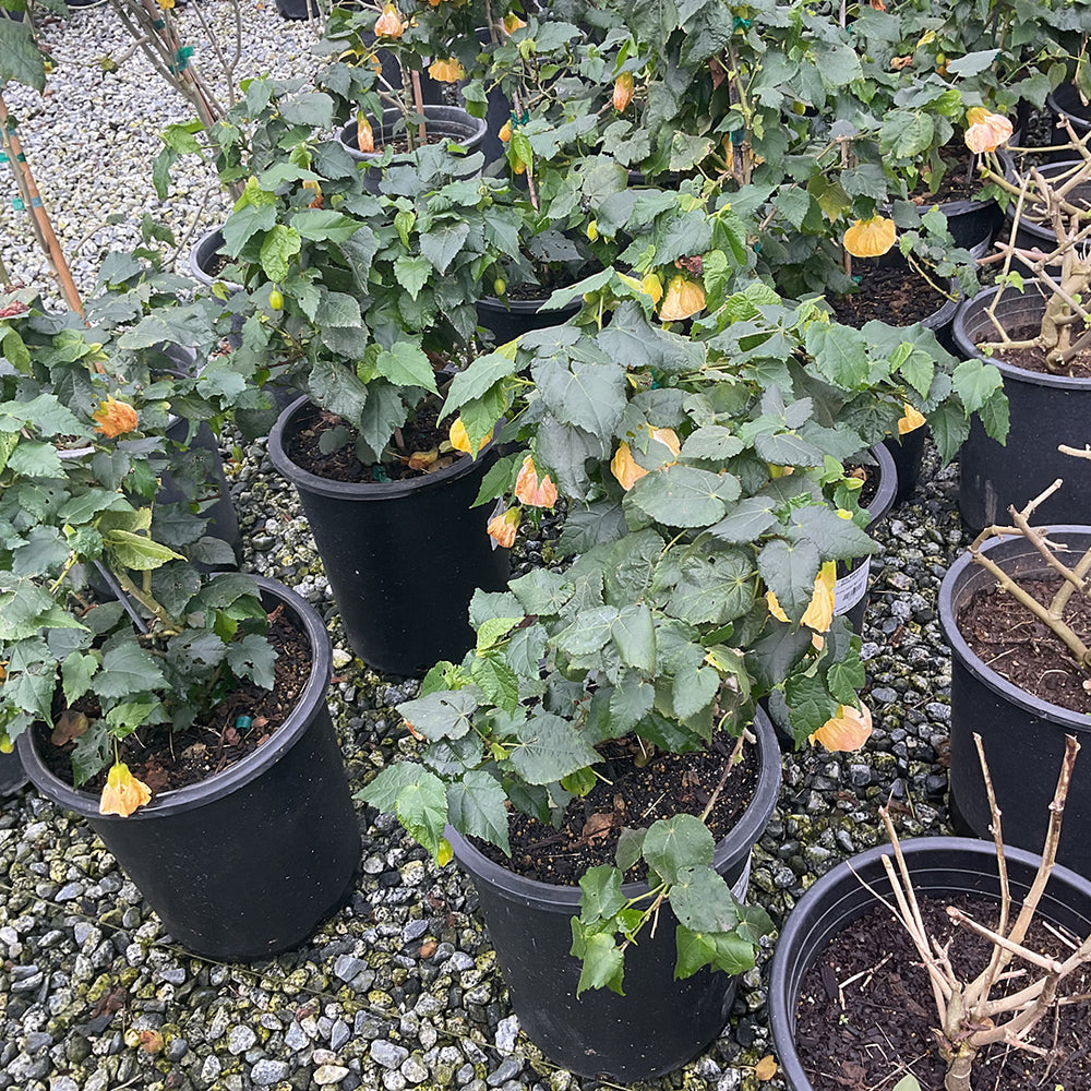Flowering Maple - Abutilon 'Golden Ruffles'