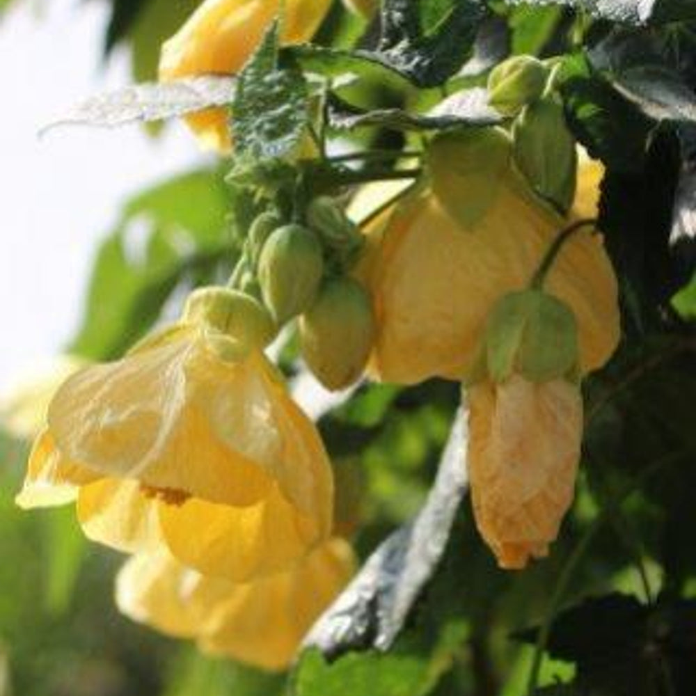 Flowering Maple - Abutilon 'Moonchimes' (Yellow)