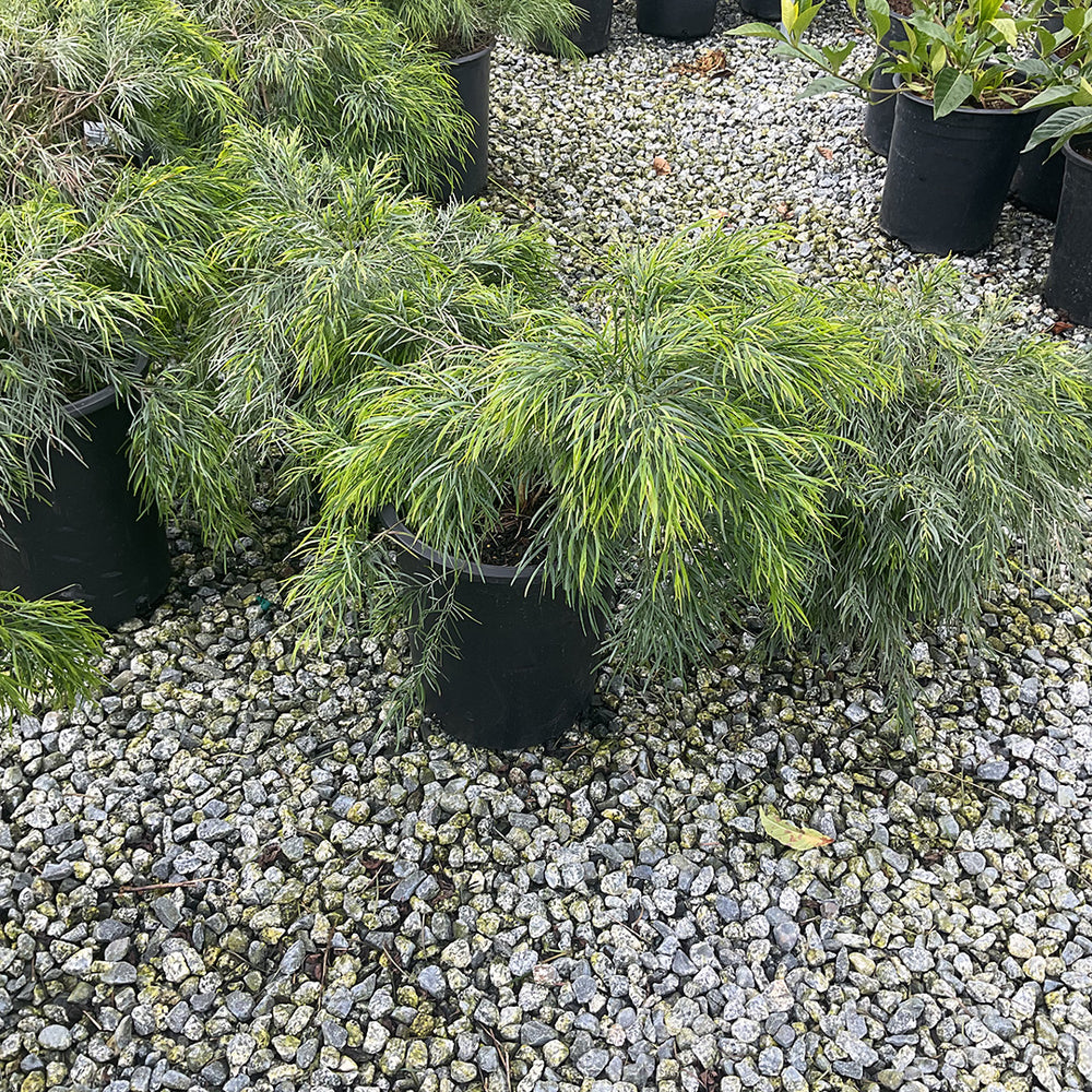 Cousin Itt Bower Wattle (Acacia cognata 'Cousin Itt')