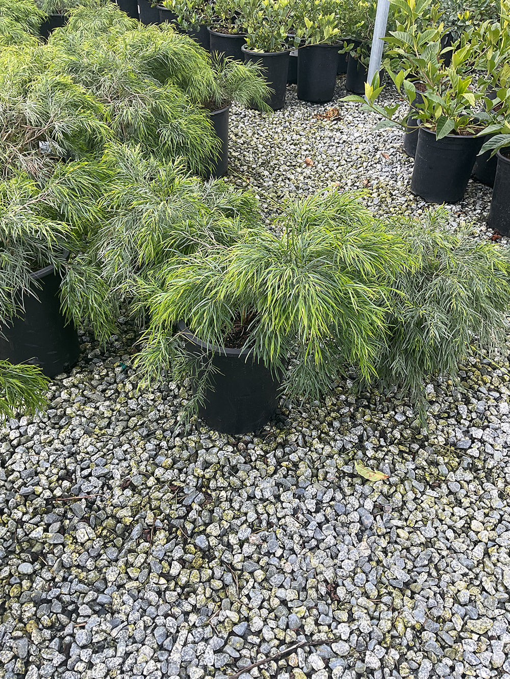 Cousin Itt Bower Wattle (Acacia cognata 'Cousin Itt')