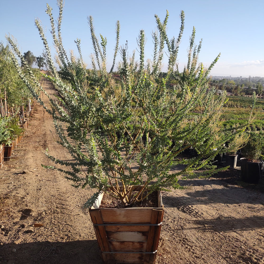 Knife-Leaf Wattle - Acacia Cultriformis