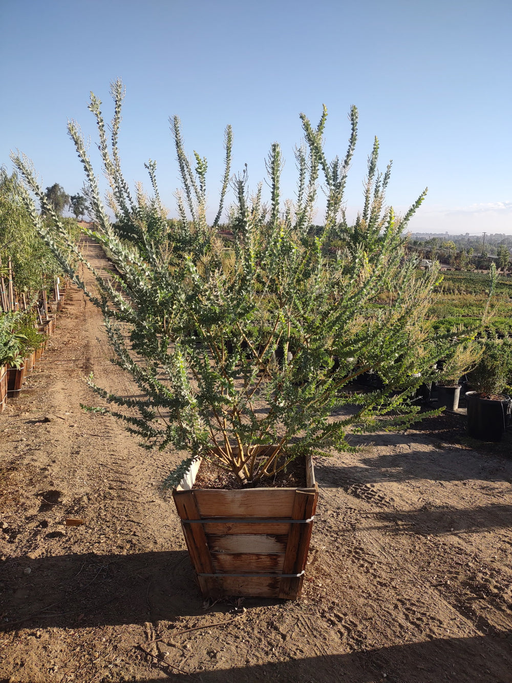 Knife-Leaf Wattle - Acacia Cultriformis