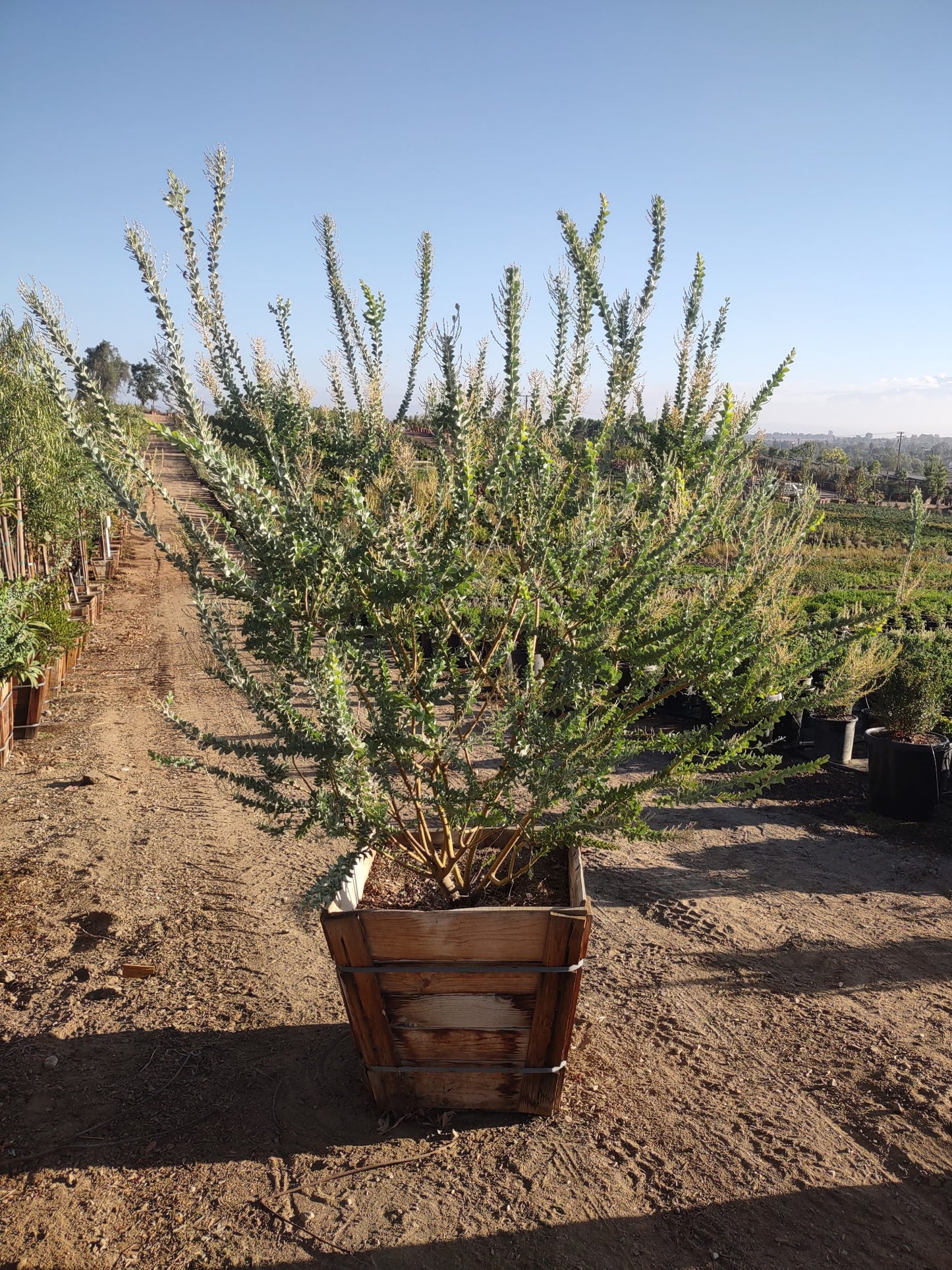 Knife-Leaf Wattle - Acacia Cultriformis