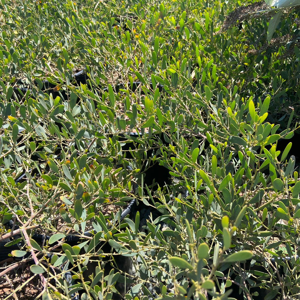 Low Boy Acacia - Acacia redolens 'Low Boy' - Pulled Nursery