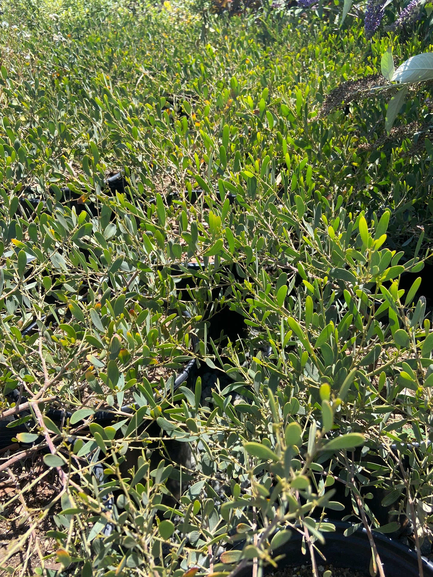 Low Boy Acacia - Acacia redolens 'Low Boy' - Pulled Nursery